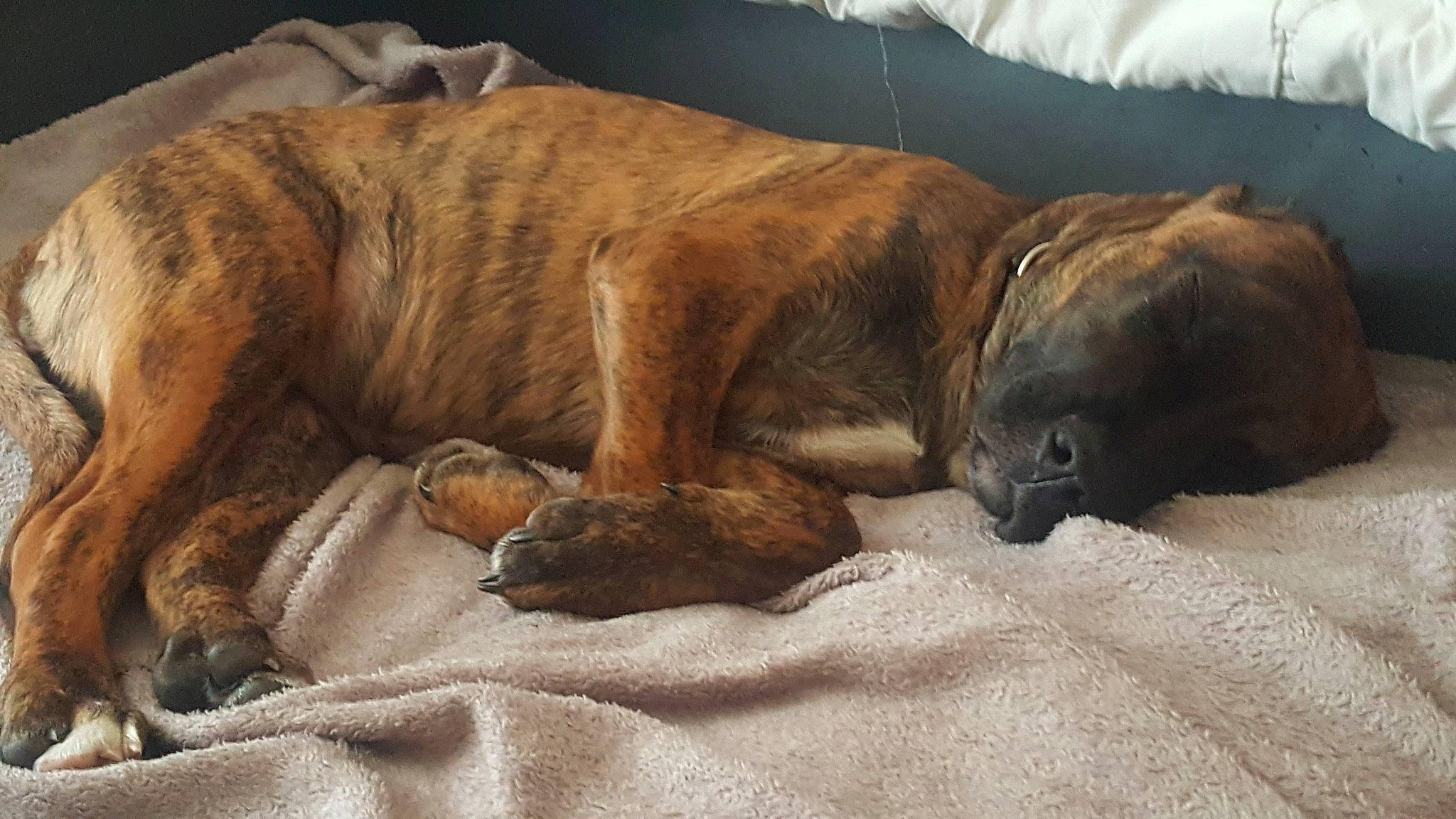 Punky participe au concours pour gagner de l'argent avec cette photo : alano_espanol, alaunt, boerboel, boxer, bullmastiff, canidae, carnivore, dog, dog_breed, fawn, korean_mastiff, nap, olde_english_bulldogge, sleep, snout, tosa