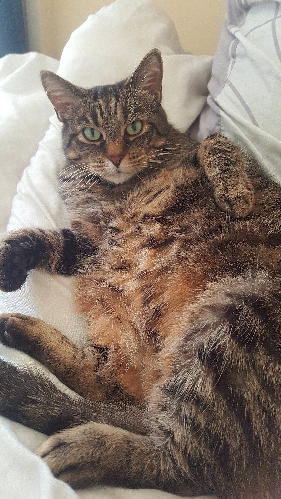 Junior participe au concours pour gagner de l'argent avec cette photo : american_bobtail, american_shorthair, american_wirehair, asian, california_spangled, carnivore, cat, domestic_short_haired_cat, dragon_li, egyptian_mau, european_shorthair, felidae, fur, mammal, pixie_bob, small_to_medium_sized_cats, tabby_cat, vertebrate, whiskers, wild_cat