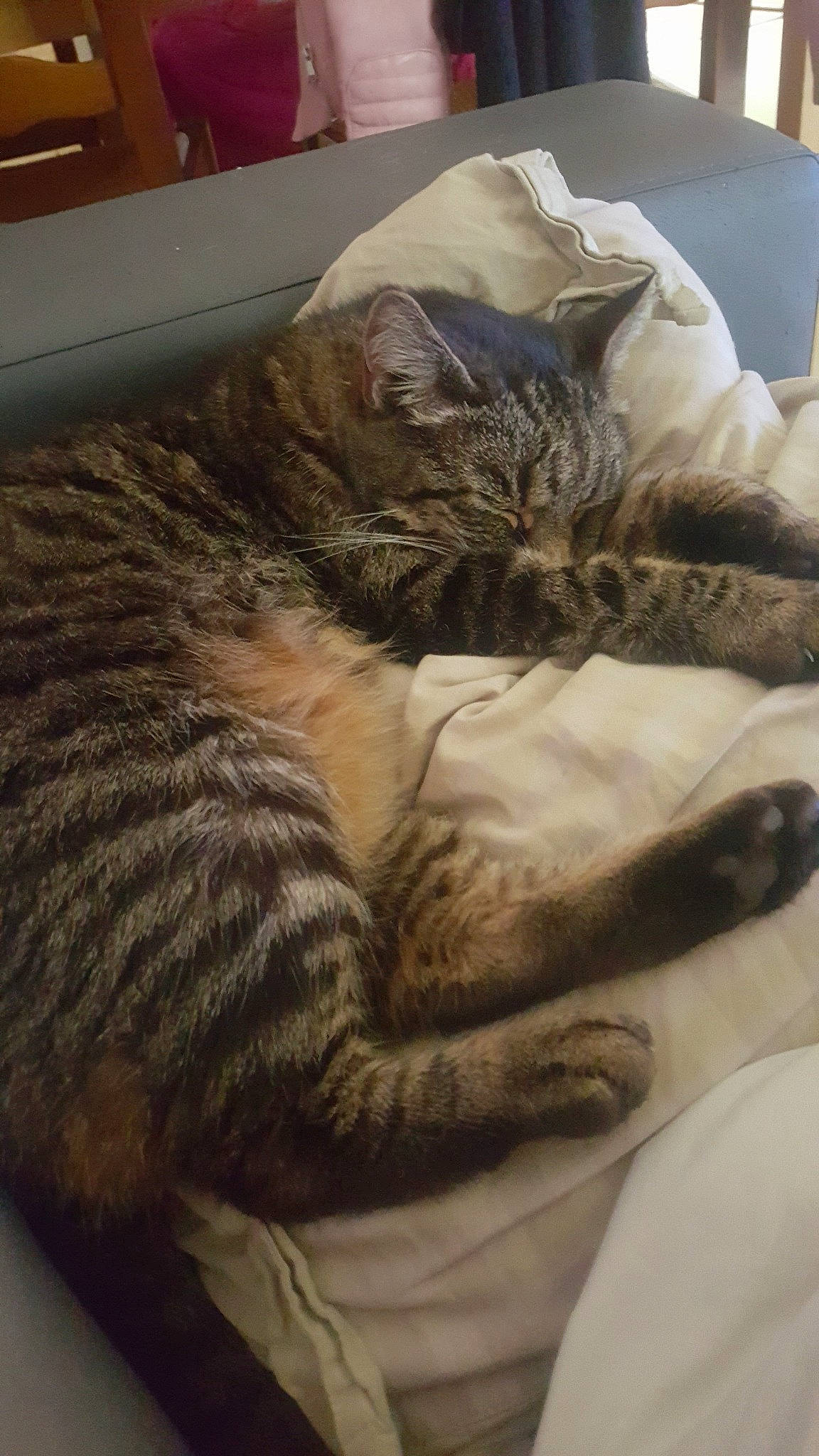 Junior participe au concours pour gagner de l'argent avec cette photo : asian, california_spangled, carnivore, cat, comfort, domestic_short_haired_cat, dragon_li, european_shorthair, felidae, fur, nap, paw, pixie_bob, sleep, small_to_medium_sized_cats, tabby_cat, whiskers