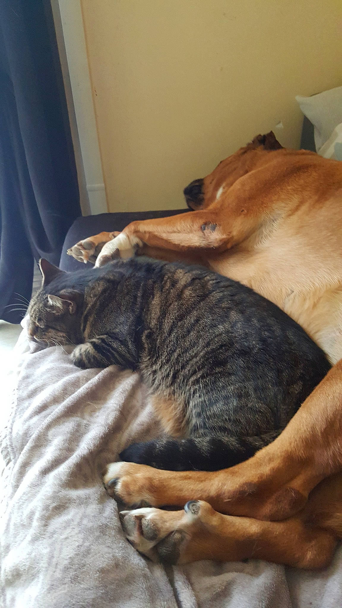 Junior a rejoint le concours — aidez-le/la à gagner de superbes lots ! canidae, carnivore, cat, comfort, dog_breed, fawn, felidae, nap, paw, sleep, small_to_medium_sized_cats, snout, whiskers