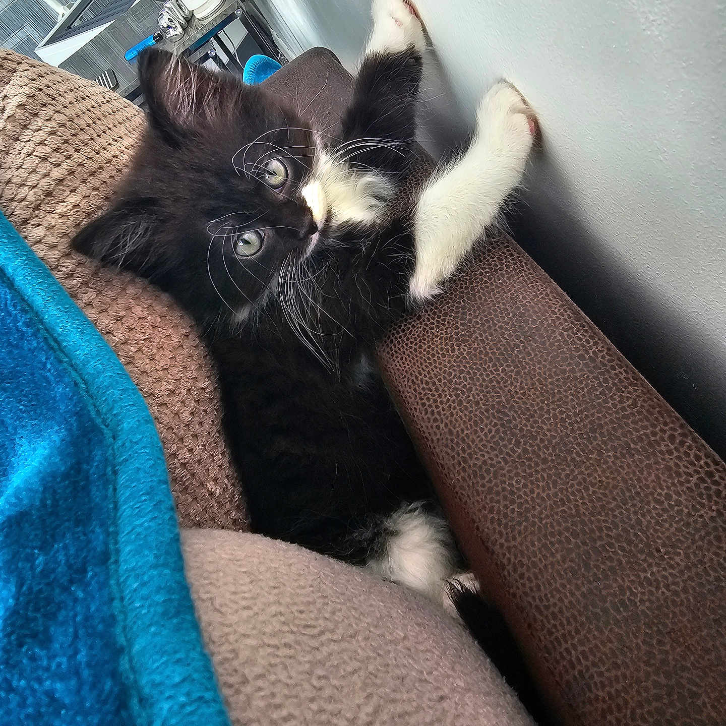 Oreo is registered to the contest to win money with this photo: animal, black_and_white, blanket, cat, closeup, couch, cozy, curious, cute, domestic, furniture, furry, indoor, kitten, paws, pet, resting, small, wall, young