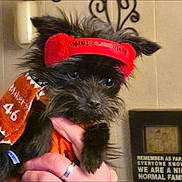 Q.t. joined the competition — help win amazing prizes! animal, black_dog, cozy, cute, dog, ears, expression, fur, furry, hand, headband, indoors, looking, orange_sweater, pet, portrait, red_headband, small_dog, sweater, winter