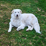 Uka a rejoint le concours — aidez-le/la à gagner de superbes lots ! dog, white_dog, blue_eyes, fluffy, grass, lawn, outdoor, pet, animal, relaxed, lying_down, canine, nature, fur, mammal, daylight, greenery, quiet, calm, domestic_animal