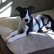 Billy is registered to the contest to win money with this photo: dog, black_and_white, pet, dog_bed, indoor, sunlight, shadow, relaxed, lying_down, cozy, floor, wooden_floor, domestic_animal, canine, fur, animal, resting, bed, comfortable, companion