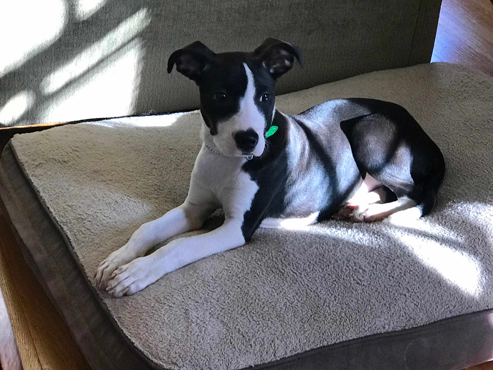Billy is registered to the contest to win money with this photo: dog, black_and_white, pet, dog_bed, indoor, sunlight, shadow, relaxed, lying_down, cozy, floor, wooden_floor, domestic_animal, canine, fur, animal, resting, bed, comfortable, companion