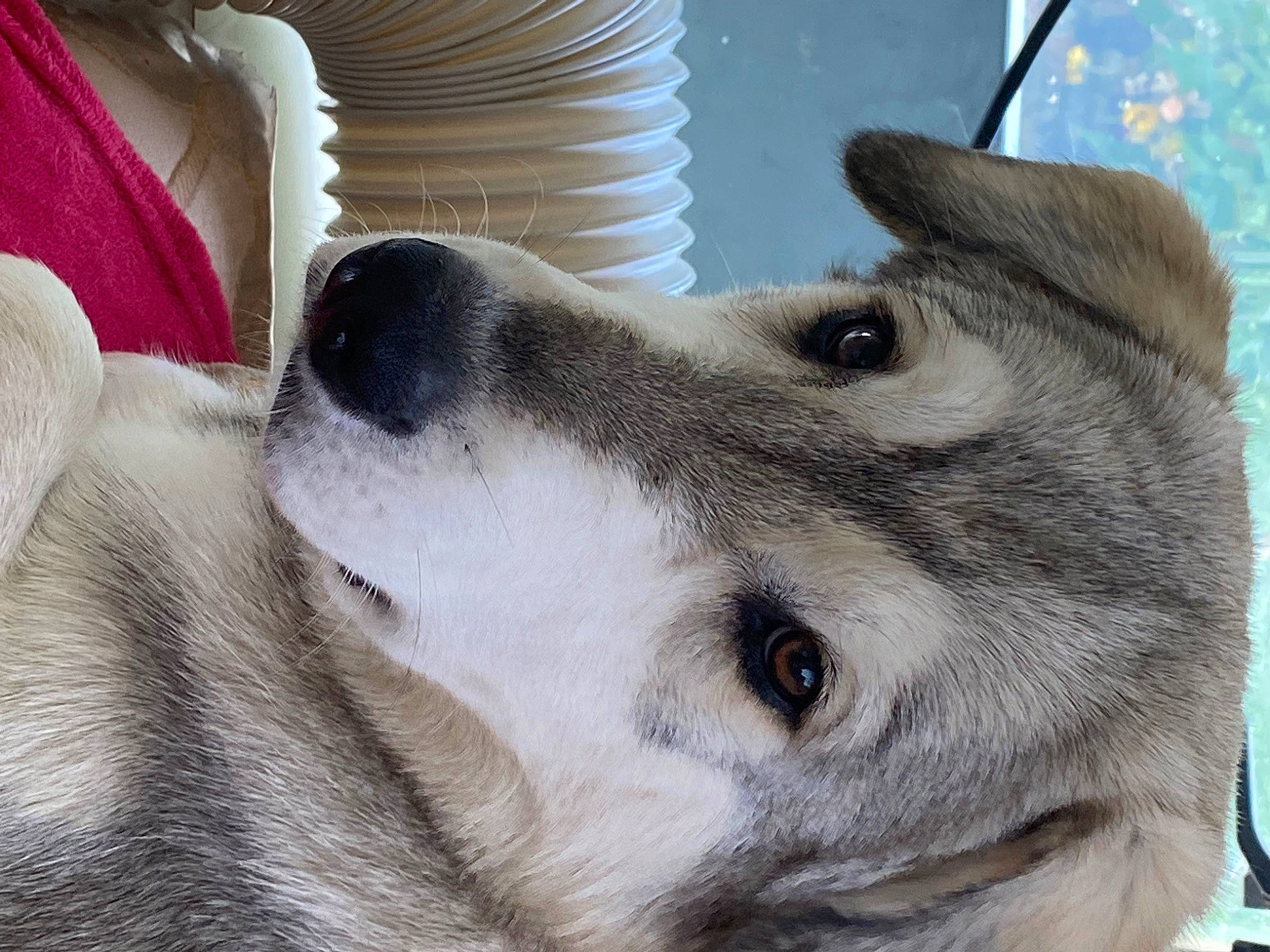 Hatchi a rejoint le concours — aidez-le/la à gagner de superbes lots ! ancient_dog_breeds, canidae, carnivore, collar, companion_dog, dog, dog_breed, dog_collar, fawn, fur, non_sporting_group, sled_dog, snout, sporting_group, terrestrial_animal, whiskers, white, working_animal, working_dog