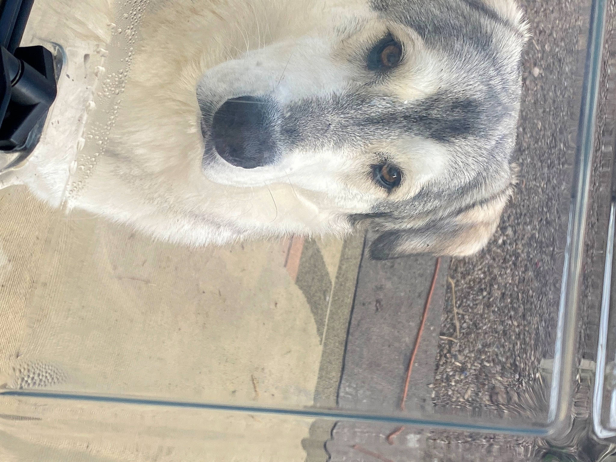 Hatchi participe au concours pour gagner de l'argent avec cette photo : animal_shelter, art, canidae, carnivore, companion_dog, dog, dog_breed, eye, fawn, flooring, fur, grey, non_sporting_group, pet_supply, snout, sporting_group, terrestrial_animal, whiskers, working_animal