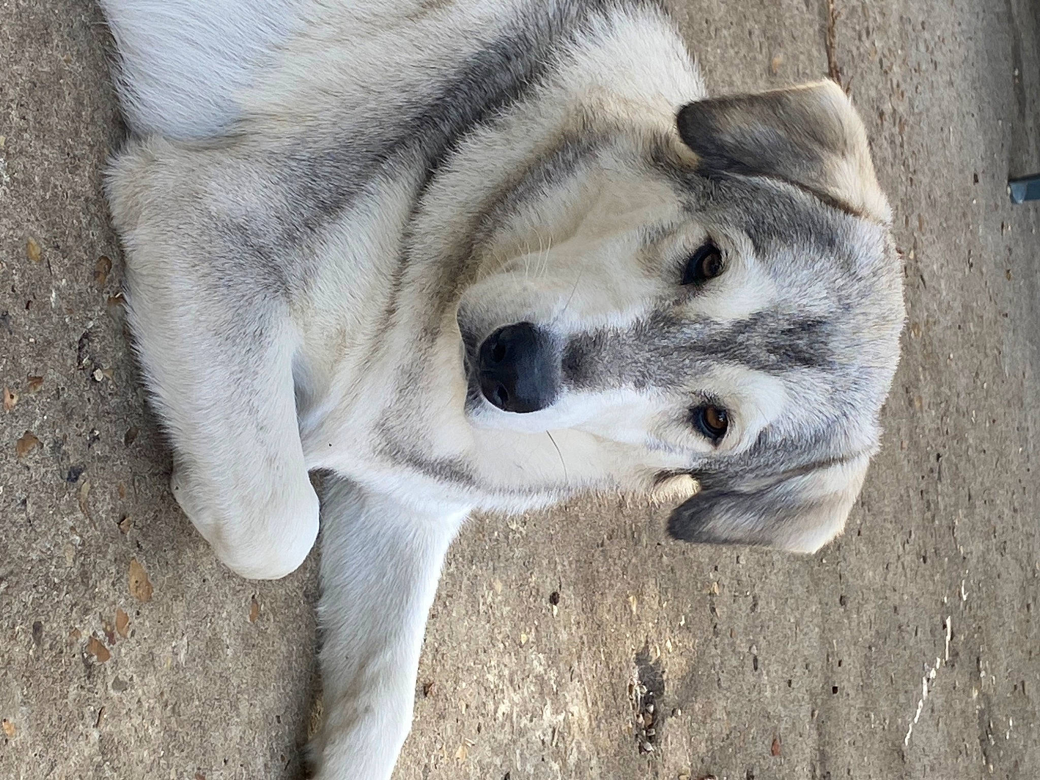 Hatchi a rejoint le concours — aidez-le/la à gagner de superbes lots ! canidae, carnivore, claw, companion_dog, dog, dog_breed, eye, fawn, fur, non_sporting_group, paw, snout, soil, sporting_group, tail, terrestrial_animal, whiskers, wildlife, working_animal