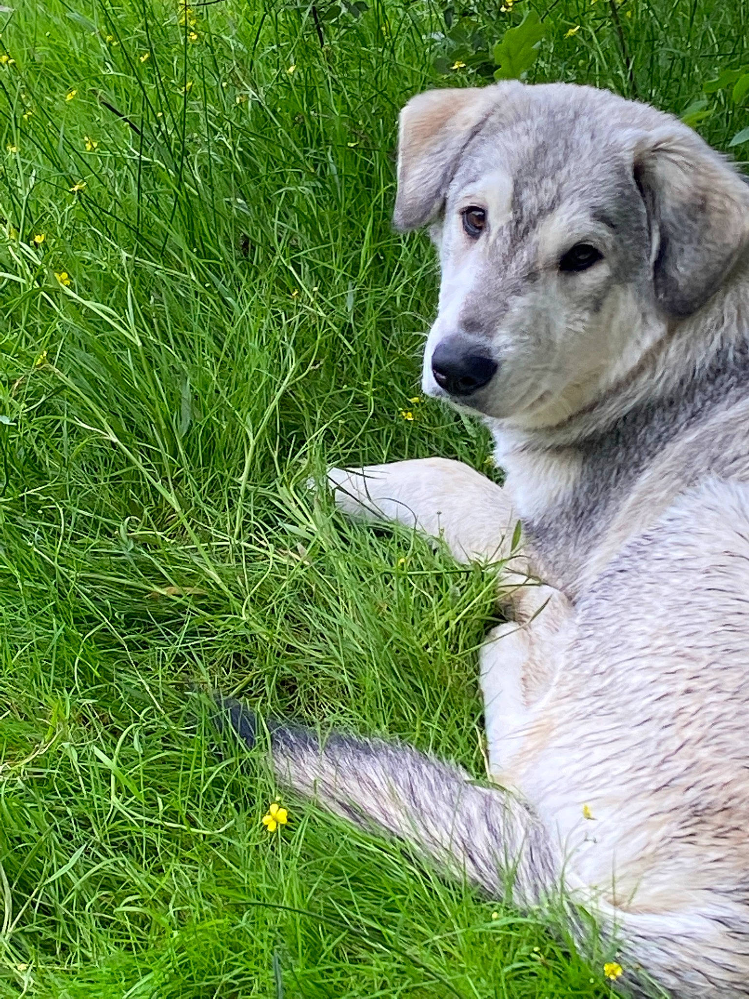 Hatchi a rejoint le concours — aidez-le/la à gagner de superbes lots ! carnivore, companion_dog, dog, dog_breed, fawn, grass, grass_family, grassland, groundcover, hierochloe, livestock_guardian_dog, pasture, people_in_nature, plant, prairie, sedge_family, snout, sporting_group, terrestrial_animal, working_animal