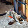 cat, tabby_cat, fluffy_tail, carpet, baby_gate, wooden_paneling, toy_feather, green_eyes, paws, indoor, lounging, playful, whiskers, shoe, cardboard_box, sandal, home_interior, doorway, pet_toy, relaxation