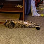 cat, tabby_cat, stretched, carpet, shelf, pet_bed, paws, tail, indoor, living_room, blanket, pajamas, sock, human_leg, tennis_ball, furniture, cozy, sleeping_cat, pet, floor