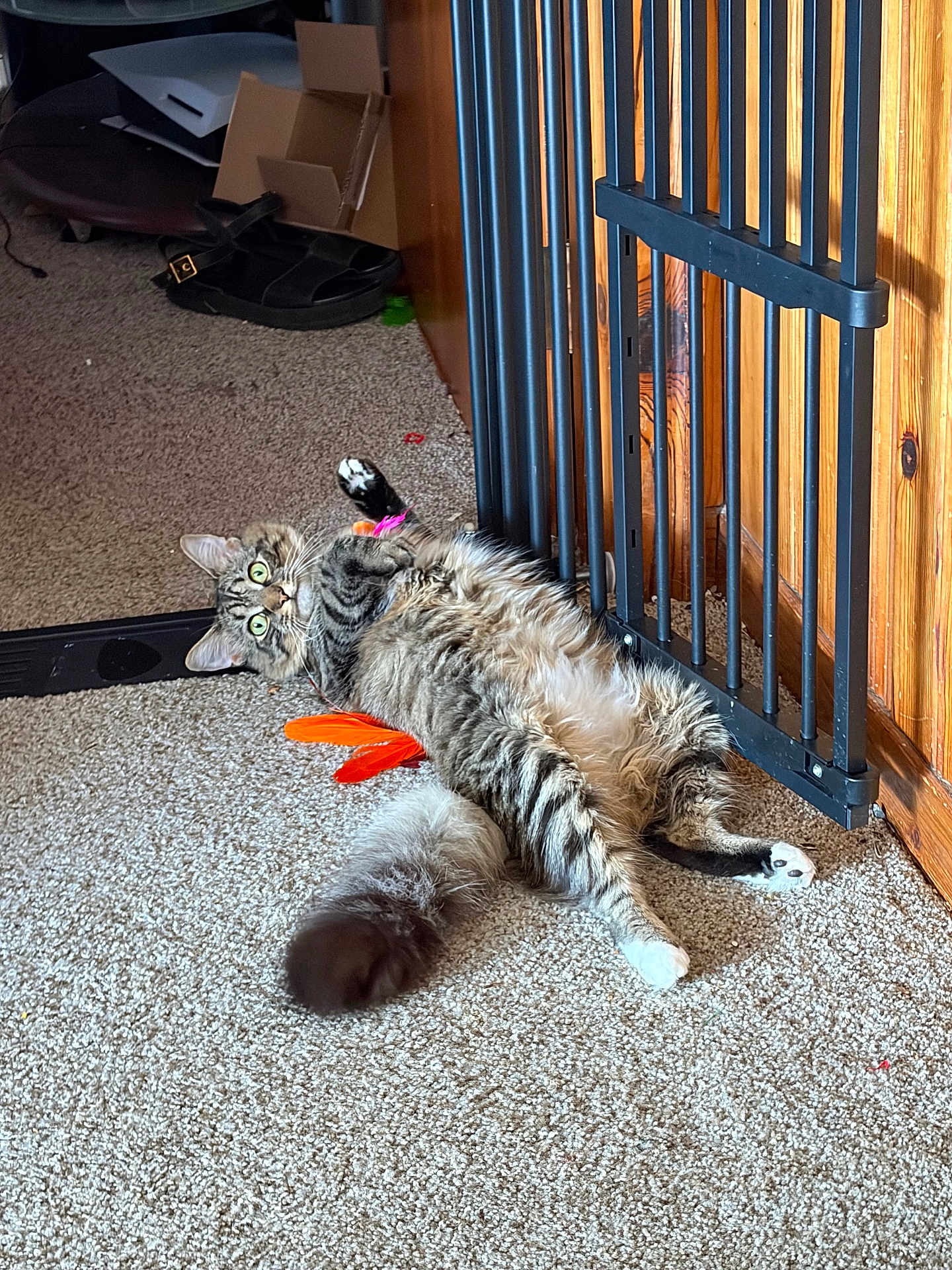 Cedar is registered to the contest to win money with this photo: cat, tabby_cat, fluffy_tail, carpet, baby_gate, wooden_paneling, toy_feather, green_eyes, paws, indoor, lounging, playful, whiskers, shoe, cardboard_box, sandal, home_interior, doorway, pet_toy, relaxation