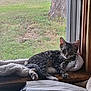Cedar joined the competition — help win amazing prizes! kitten, tabby, cat, window, blanket, tree, grass, indoor, pet, curious, fur, paw, resting, looking, screen, wood, appliance, paper_towel, cozy, domestic