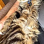 cat, tabby_cat, pet, sleeping, fluffy_fur, collar, tag, paw, whiskers, belly, lap, human_arm, tattoo, sofa, indoor, close_up, relaxed, nap, fur_texture, cozy