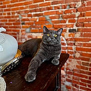 Artemis is registered to the contest to win money with this photo: cat, gray_cat, yellow_eyes, brick_wall, ceramic_vase, silver_tray, wooden_table, doily, decor, indoor, pet, portrait, whiskers, paw, relaxed, curious, close_up, domestic_interior, bokeh_background, antique_vase