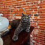 cat, gray_cat, yellow_eyes, brick_wall, ceramic_vase, silver_tray, wooden_table, doily, decor, indoor, pet, portrait, whiskers, paw, relaxed, curious, close_up, domestic_interior, bokeh_background, antique_vase