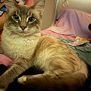Snowflake is registered to the contest to win money with this photo: cat, blue_eyes, fur, whiskers, bed, blanket, pink_bag, indoor, relaxed, curious, animal, pet, feline, soft_fur, lying_down, closeup, cozy, domestic, mammal, portrait