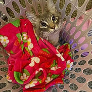 Snowflake is registered to the contest to win money with this photo: animal, blanket, cat, cozy, curious, cute, feline, floral_pattern, fur, home, indoor, kitten, laundry_basket, looking_up, pet, pink, playful, snuggled, soft, young_cat