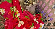 Snowflake is registered to the contest to win money with this photo: animal, blanket, cat, cozy, curious, cute, feline, floral_pattern, fur, home, indoor, kitten, laundry_basket, looking_up, pet, pink, playful, snuggled, soft, young_cat