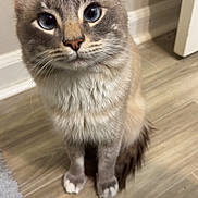 Snowflake is registered to the contest to win money with this photo: animal, attention, blue_eyes, cat, curious, cute, domestic, ears, feline, floor, fluffy, indoor, looking_up, pet, portrait, sitting, soft_light, whiskers, white_paws, wooden_floor