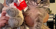 Snowflake joined the competition — help win amazing prizes! animal, cat, cozy, curly_hair, cute, domestic, earrings, face, feline, gray_cat, holding, indoor, living_room, person, pet, playful, plush_toy, portrait, stuffed_animal, white_shirt