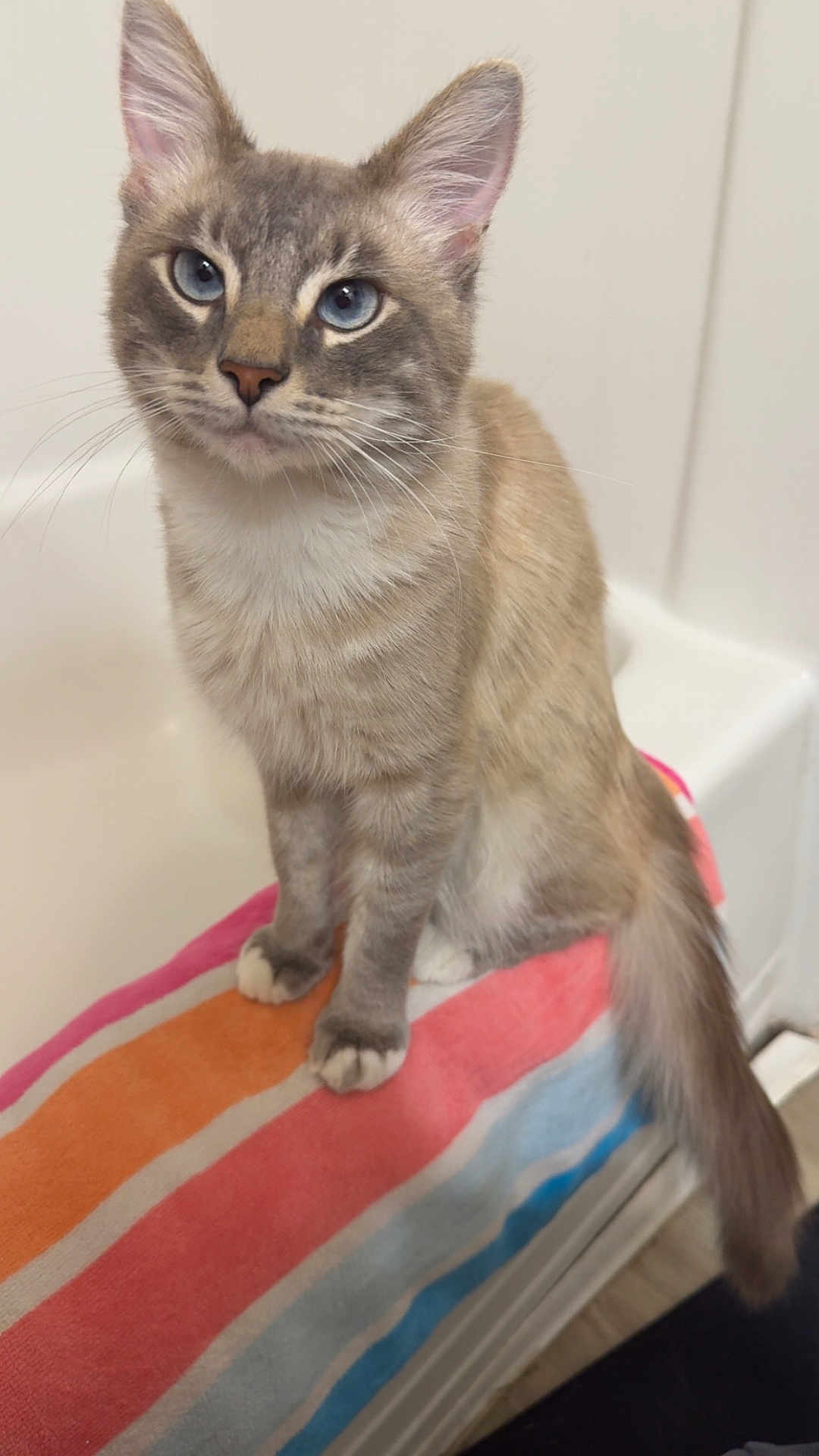 Snowflake is registered to the contest to win money with this photo: cat, blue_eyes, striped_towel, bathtub, feline, sitting, indoor, curious, fluffy_tail, close_up, pet, whiskers, ears, paws, fur, animal, domestic, cute, portrait, relaxed