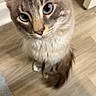 Snowflake joined the competition — help win amazing prizes! animal, blue_eyes, carpet, cat, close_up, curious, cute, domestic, ears, feline, fluffy, house, indoor, looking_up, pet, soft_fur, tail, whiskers, wooden_floor, young_cat