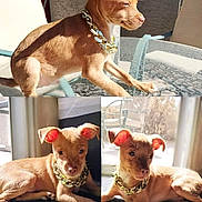 Scoob joined the competition — help win amazing prizes! animal, brown_fur, collar, cute, dog, ear_glow, furniture, glass_table, gold_chain, indoor, outdoor, pet, portrait, puppy, relaxed, shadow, sunlight, table, window, young_dog