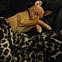 Scoob is registered to the contest to win money with this photo: animal, blanket, calm, companion, couch, cozy, cute, dog, domestic, fur, indoor, leopard_print, paw, pet, relaxing, resting, sleeping, small_dog, snuggled, tan_dog