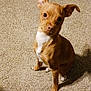 adorable, alert, animal, brown, carpet, companion, curious, cute, dog, domestic, ears_up, fur, indoor, looking_up, mammal, pet, puppy, sitting, small_dog, white_patch