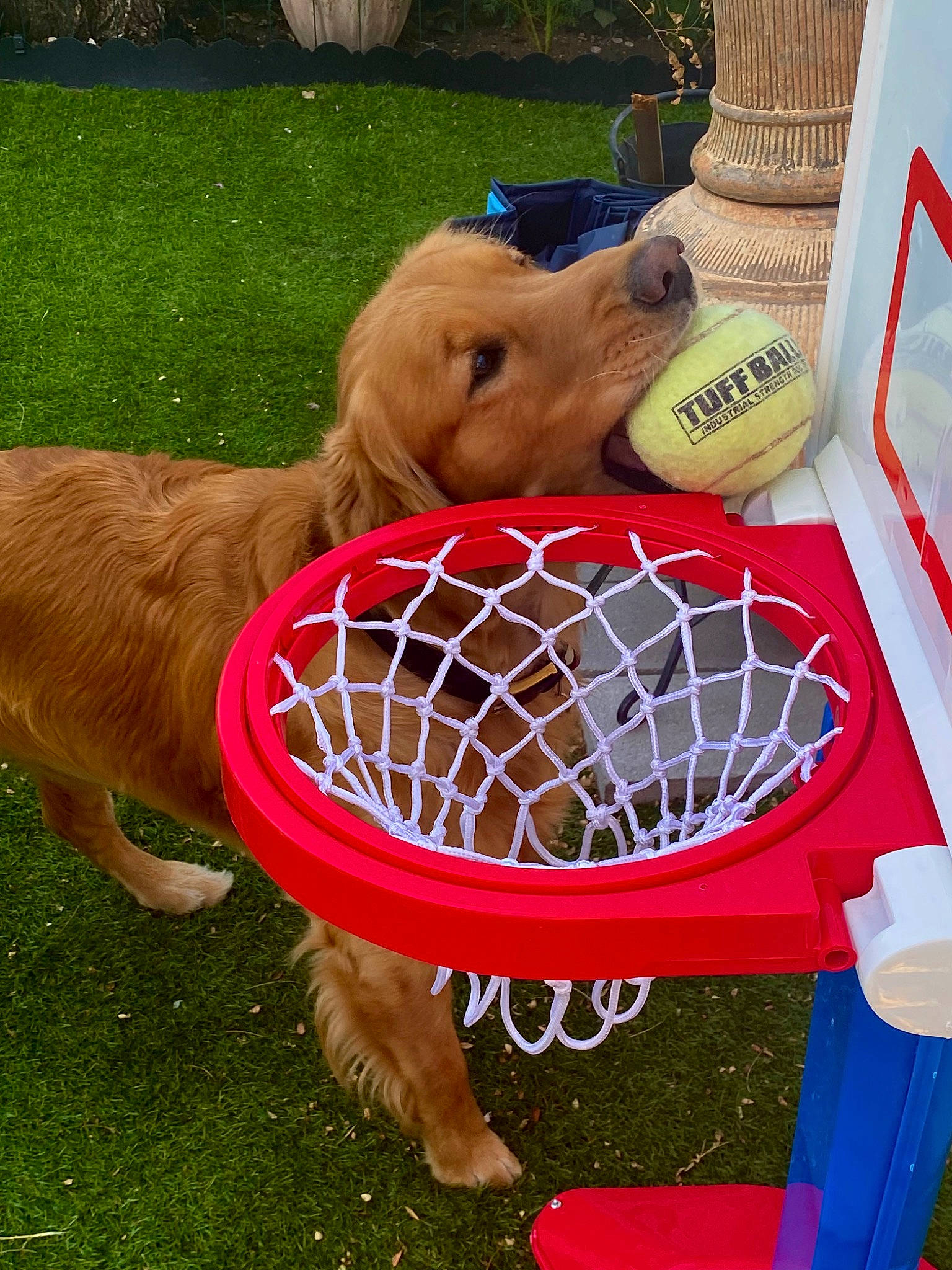Atlas joined the competition — help win amazing prizes! animal_shelter, baby_toys, ball, ball_game, basket, cage, competition_event, fun, goal, grass, human_leg, leisure, mesh, net, play, player, recreation, sports, sports_equipment, team_sport