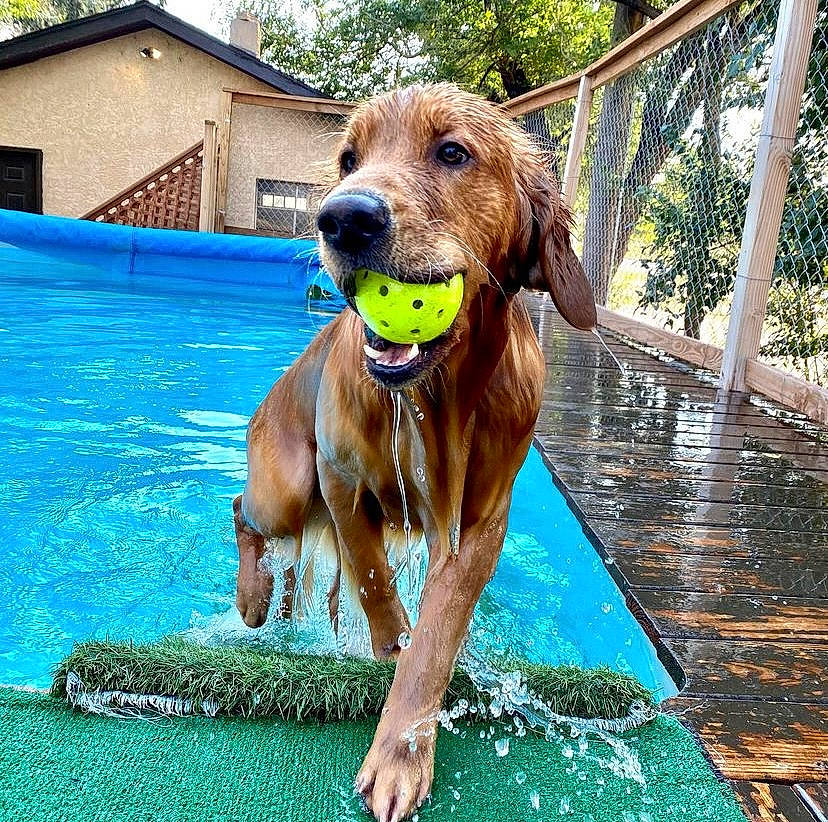 Atlas joined the competition — help win amazing prizes! canidae, carnivore, collar, companion_dog, dog, dog_breed, dog_supply, fawn, fun, grass, green, gun_dog, leisure, liver, plant, snout, sporting_group, tree, water, working_animal