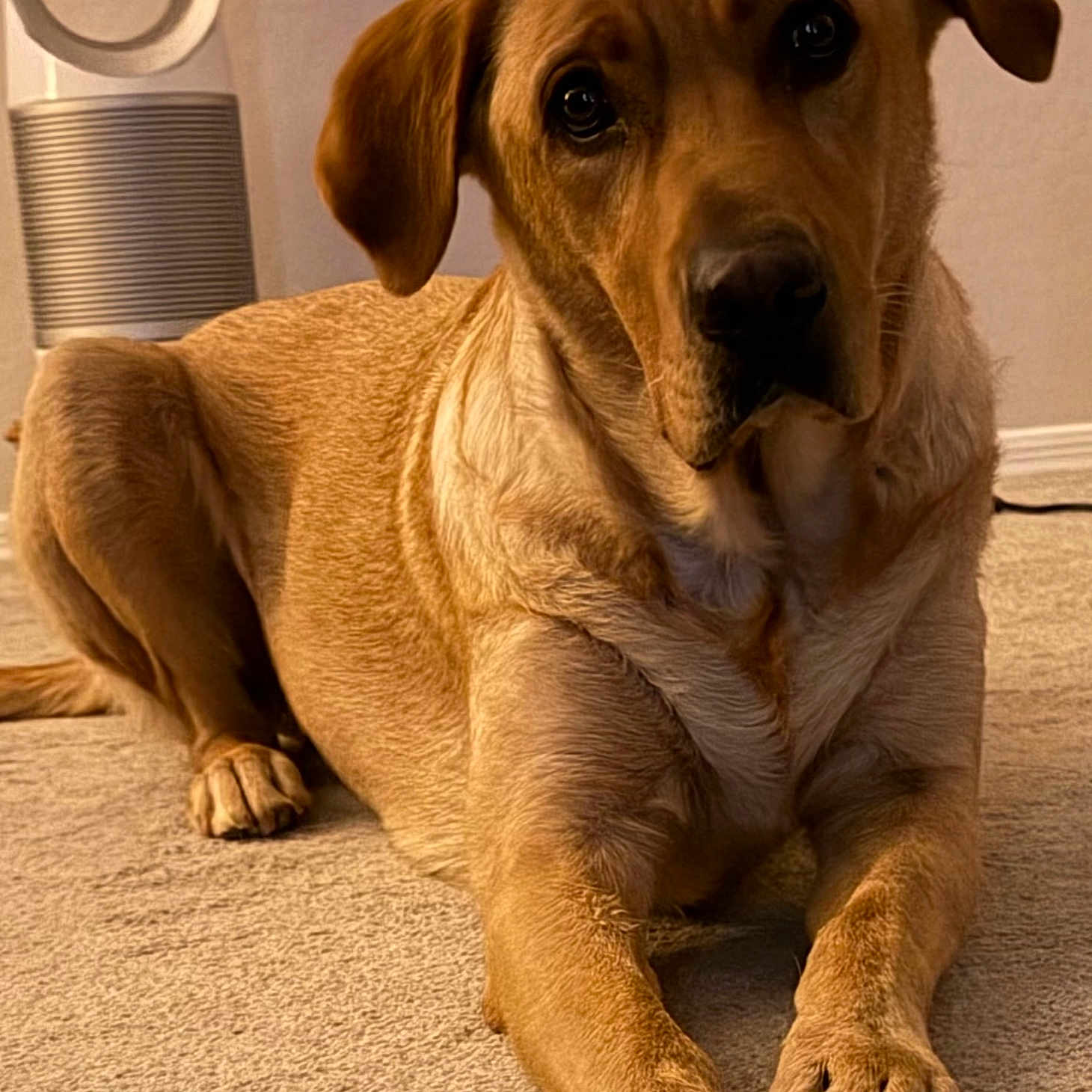 Bo
