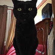 Choupinou participe au concours pour gagner de l'argent avec cette photo : black_cat, cat, pet, indoor, furniture, curtains, window, red_surface, yellow_eyes, animal, domestic_cat, wooden_cabinet, clothing, room, sitting, looking_at_camera, home, cozy, feline, fur