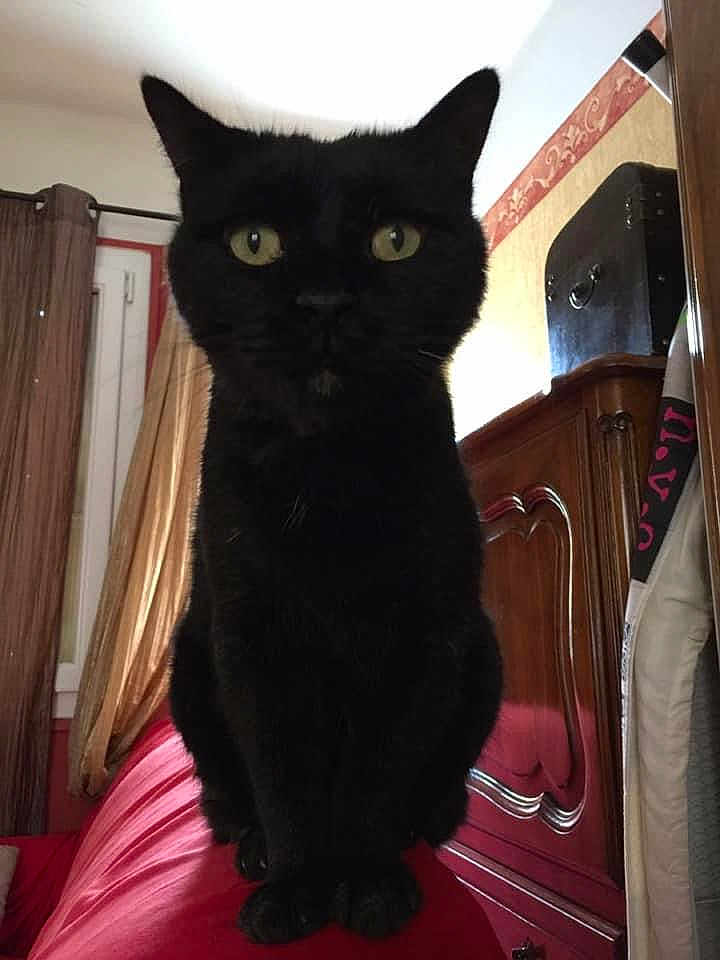 Choupinou participe au concours pour gagner de l'argent avec cette photo : black_cat, cat, pet, indoor, furniture, curtains, window, red_surface, yellow_eyes, animal, domestic_cat, wooden_cabinet, clothing, room, sitting, looking_at_camera, home, cozy, feline, fur