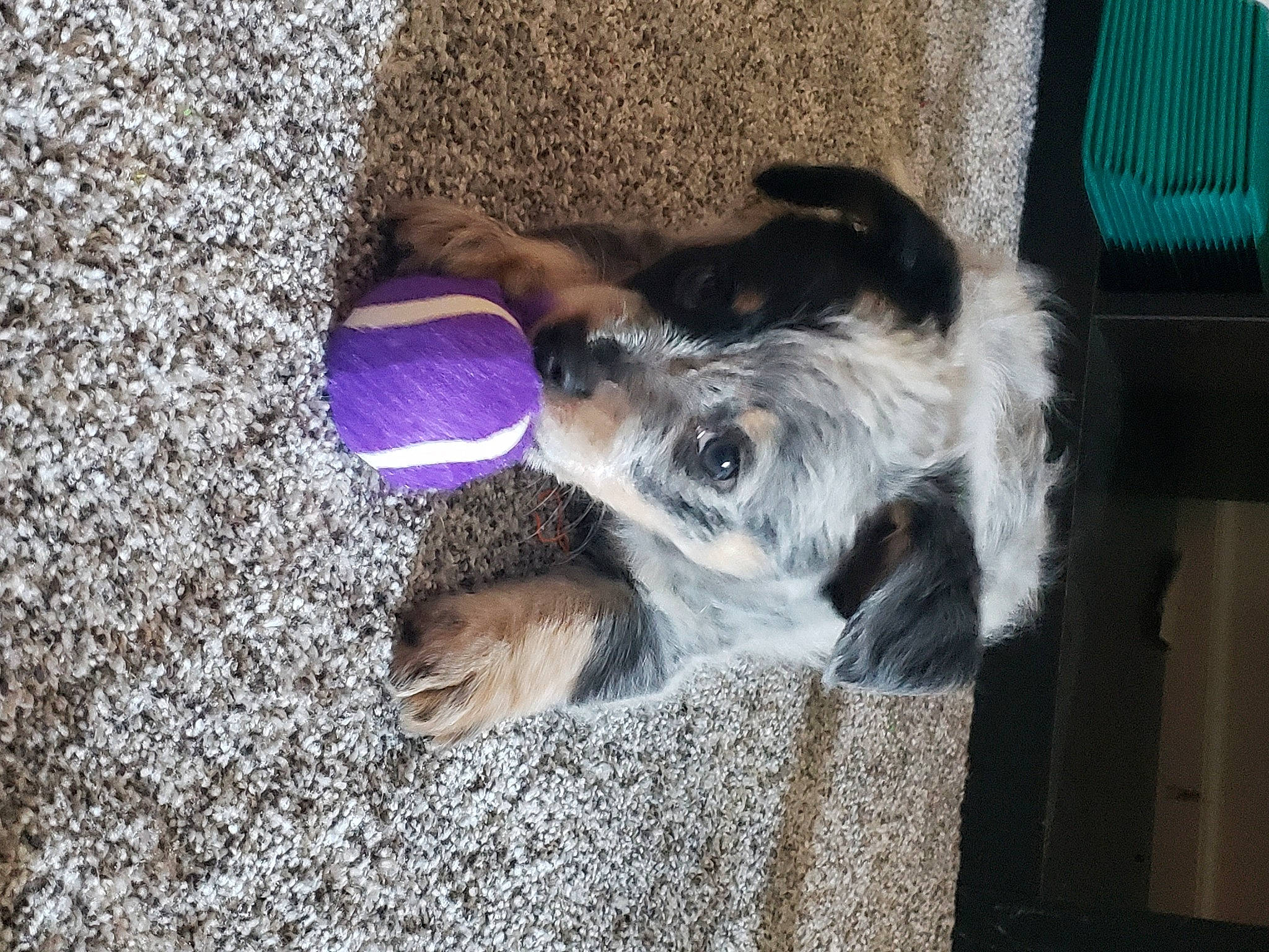 Cruella joined the competition — help win amazing prizes! canidae, carnivore, companion_dog, dog, dog_breed, dog_supply, electric_blue, fawn, fur, non_sporting_group, paw, pet_supply, small_terrier, soil, sporting_group, terrestrial_animal, terrier, toy_dog, whiskers, working_animal