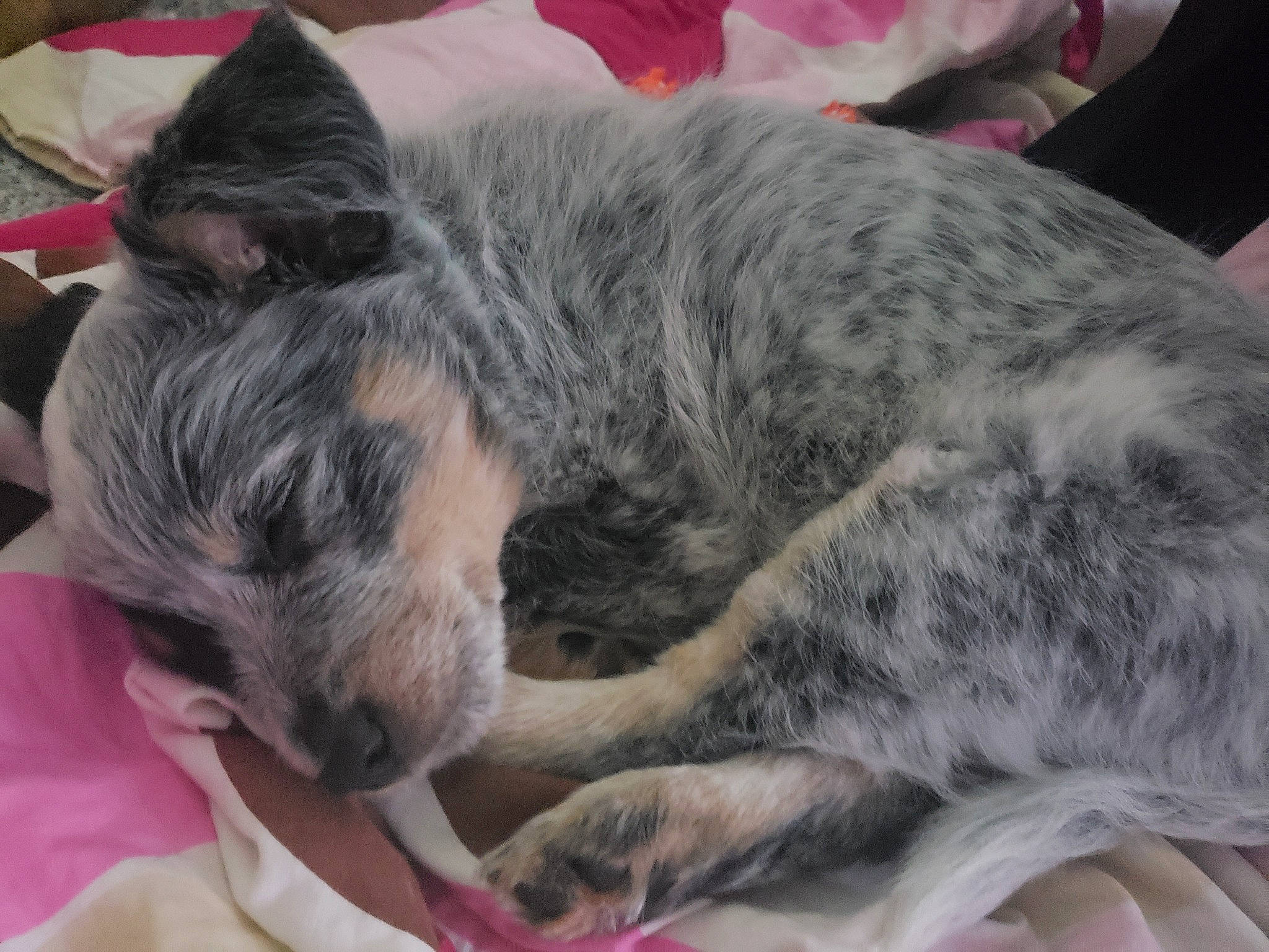 Cruella joined the competition — help win amazing prizes! australian_cattle_dog, canidae, carnivore, comfort, companion_dog, dog, dog_breed, felidae, fur, grey, koolie, nap, small_to_medium_sized_cats, snout, sporting_group, terrestrial_animal, whiskers