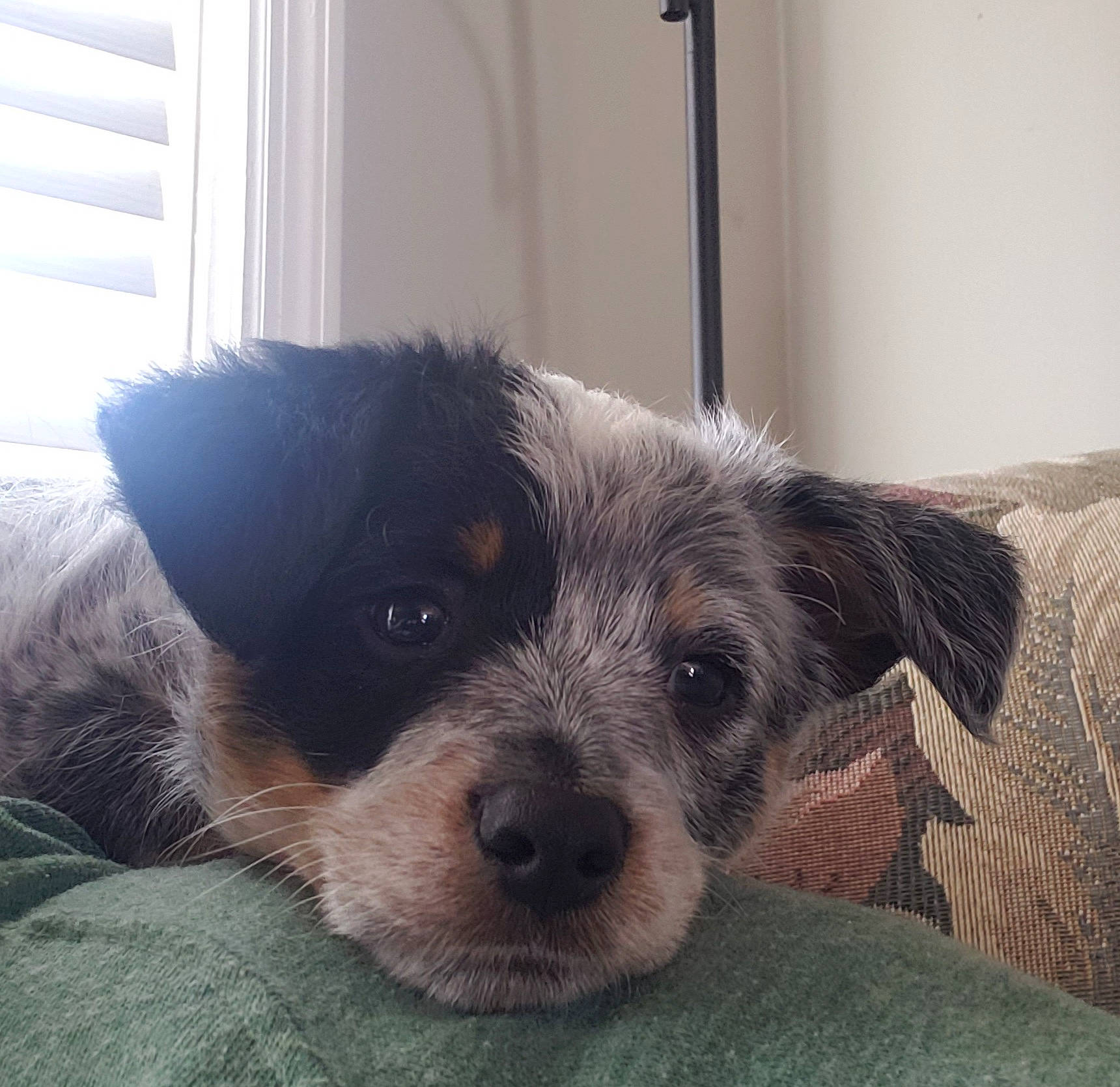 Cruella is registered to the contest to win money with this photo: canidae, carnivore, companion_dog, dog, dog_breed, dog_supply, fawn, fur, maltepoo, non_sporting_group, paw, puppy, puppy_love, small_terrier, terrestrial_animal, terrier, toy_dog, whiskers, working_animal