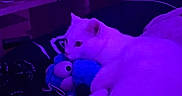 Moustique participe au concours pour gagner de l'argent avec cette photo : animal, architecture, bodypart, building, canine, cat, chair, couch, electronics, finger, furniture, hand, indoors, kitten, lighting, livingroom, person, pet, purple, room