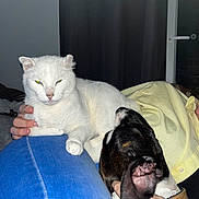 Moustique a rejoint le concours — aidez-le/la à gagner de superbes lots ! adult, animal, bed, bedroom, bulldog, canine, cat, clothing, couch, dog, furniture, hound, indoors, male, man, pants, person, pet, room, sleeping