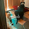 Moustique participe au concours pour gagner de l'argent avec cette photo : animal, architecture, building, canine, cat, couch, dog, door, furniture, hardwood, homedecor, hound, husky, indoors, interiordesign, livingroom, pet, puppy, room, wood