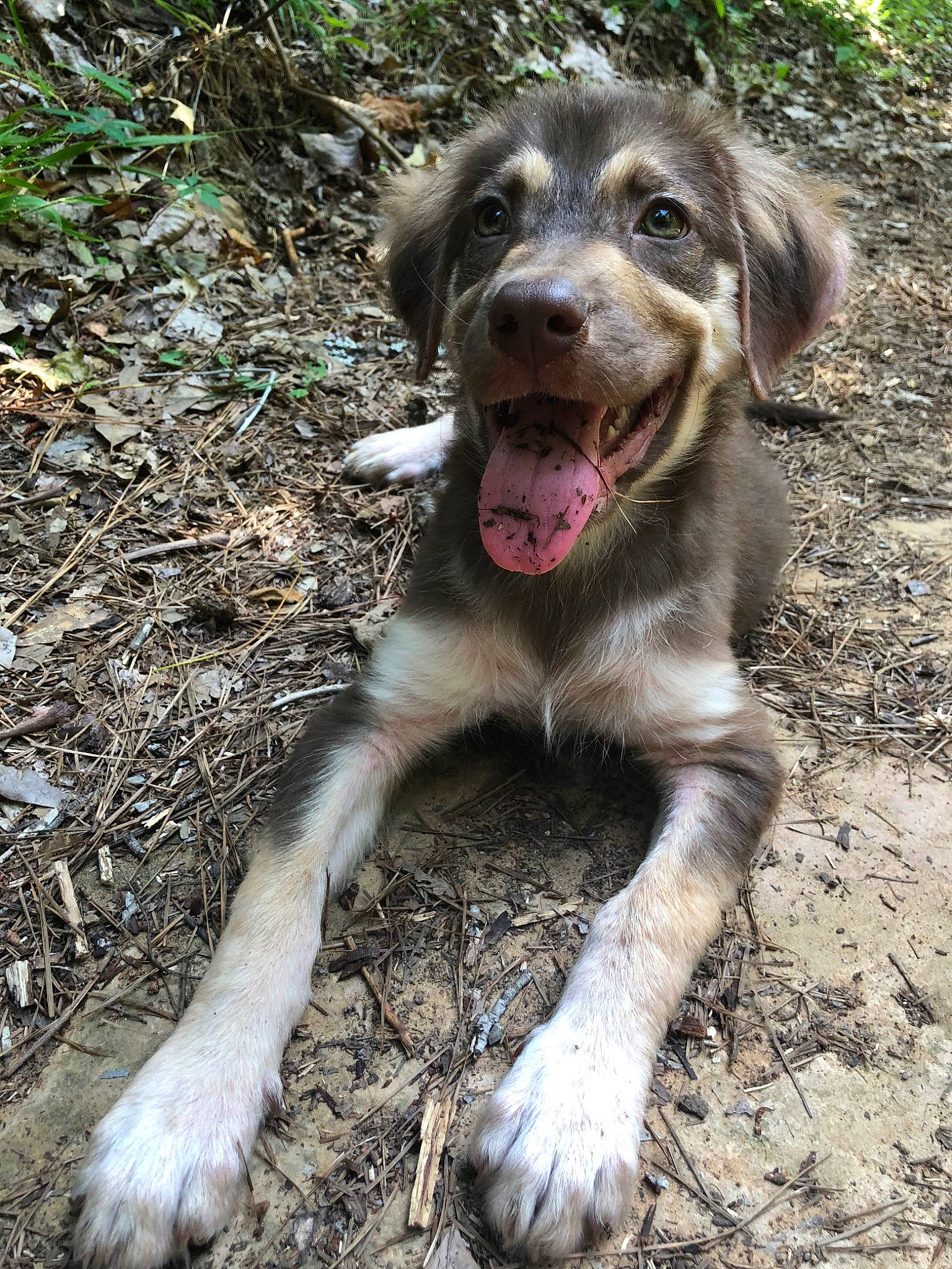 Ryder is registered to the contest to win money with this photo: canidae, carnivore, dog, dog_breed, german_longhaired_pointer, mammal, sporting_group, street_dog, vertebrate