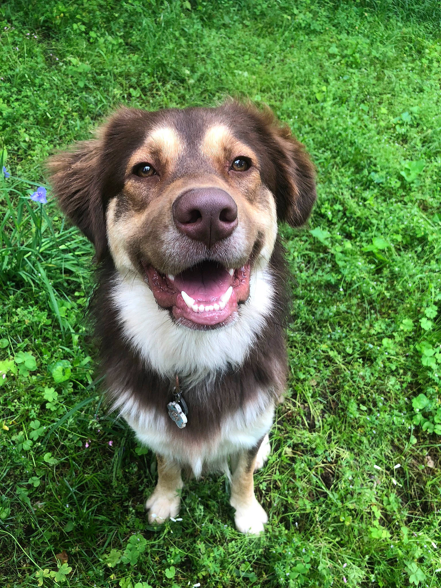 Ryder is registered to the contest to win money with this photo: australian_collie, australian_shepherd, basque_shepherd_dog, border_collie, canidae, carnivore, companion_dog, dog, dog_breed, english_shepherd, grass, mammal, miniature_australian_shepherd, plant, puppy, rare_breed_dog, snout, sporting_group, welsh_sheepdog, working_dog