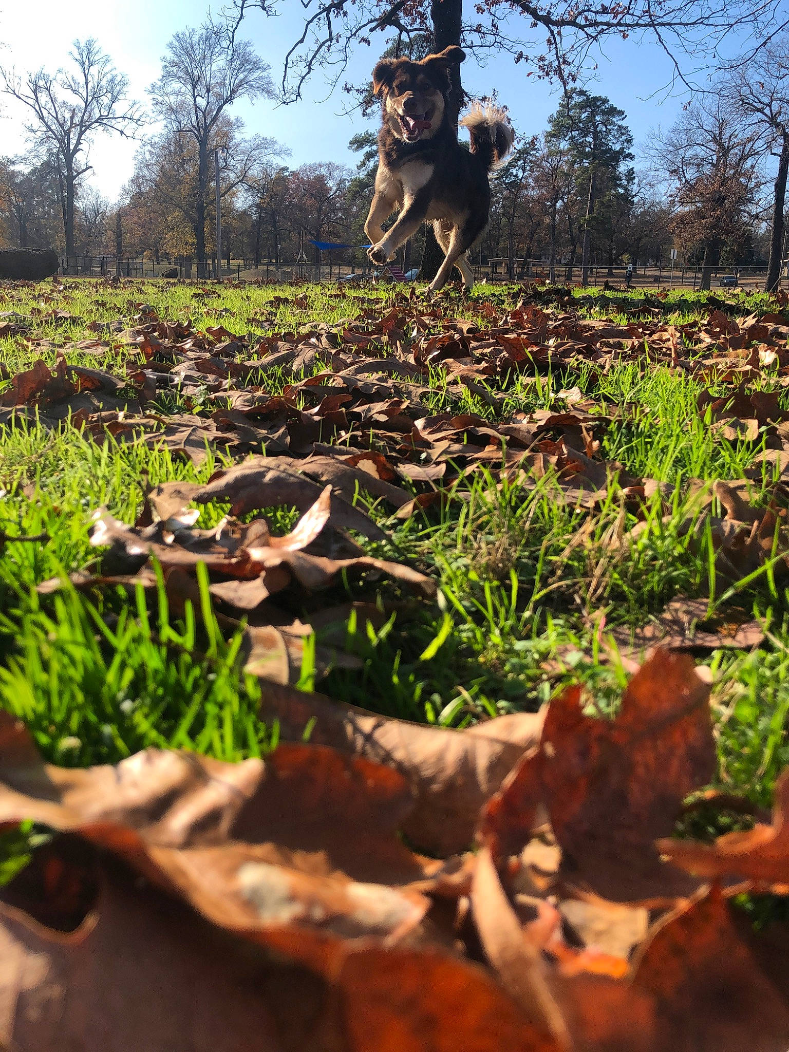 Ryder is registered to the contest to win money with this photo: botany, branch, canidae, fawn, garden, grass, leaf, plant, soil, spring, tree, wood