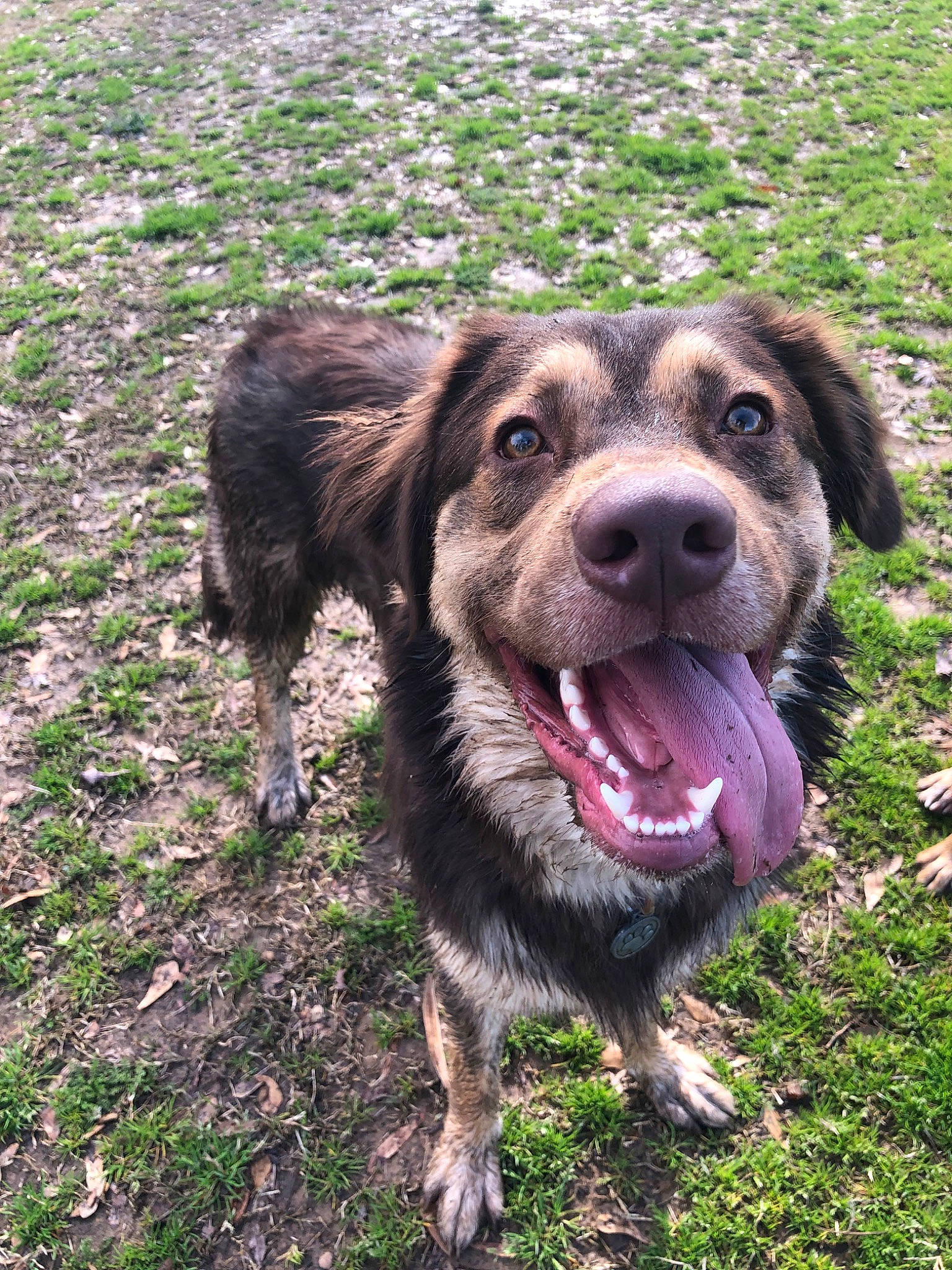 Ryder is registered to the contest to win money with this photo: canidae, carnivore, dog, dog_breed, mammal, sporting_group, vertebrate