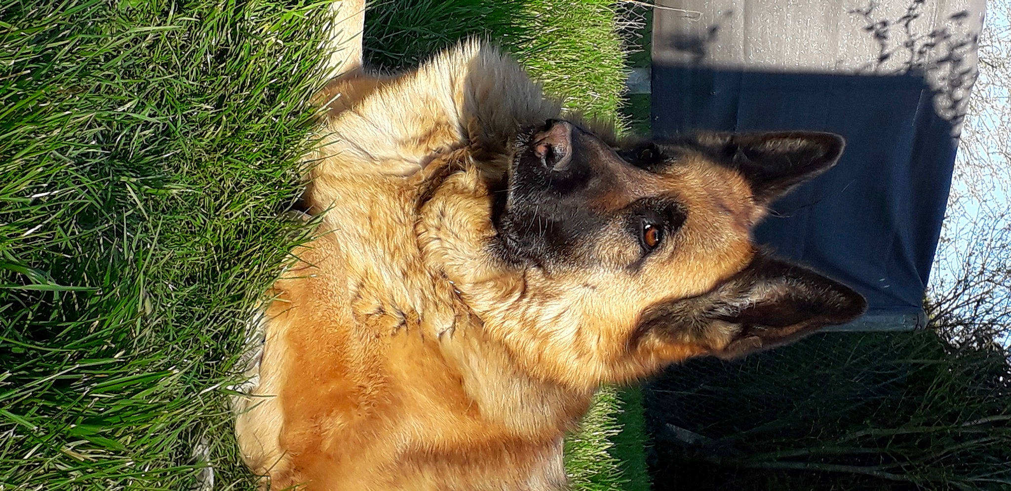 Guess a rejoint le concours — aidez-le/la à gagner de superbes lots ! belgian_shepherd_malinois, canidae, carnivore, companion_dog, dog, dog_breed, east_european_shepherd, fawn, fur, german_shepherd_dog, grass, herding_dog, king_shepherd, old_german_shepherd_dog, plant, snout, sporting_group, terrestrial_animal, whiskers, working_dog