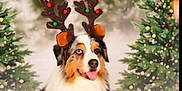 Missy participe au concours pour gagner de l'argent avec cette photo : animal, australian_shepherd, celebration, christmas, christmas_trees, cute, decorations, dog, festive, fur, happy, holiday, indoors, lights, pet, portrait, reindeer_antlers, seasonal, smiling, tongue_out
