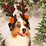 dog, australian_shepherd, reindeer_antlers, christmas, holiday, festive, decorations, christmas_trees, lights, tongue_out, happy, pet, animal, fur, portrait, smiling, indoors, cute, seasonal, celebration