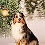 dog, australian_shepherd, pet, animal, fur, portrait, indoors, winter, holiday, christmas_tree, lamp_post, bokeh, snowflakes, decorations, festive, background, sitting, cute, fluffy, smiling