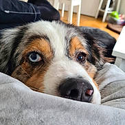 Missy a rejoint le concours — aidez-le/la à gagner de superbes lots ! animal, blanket, blue_eye, brown_eye, chair, close_up, cozy, curious, dog, floor, fur, heterochromia, home, indoor, nose, pet, plant, portrait, relaxed, table